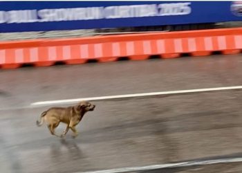 Vídeo: Cão caramelo rouba a cena no Red Bull Showrun em Curitiba e viraliza nas redes sociais