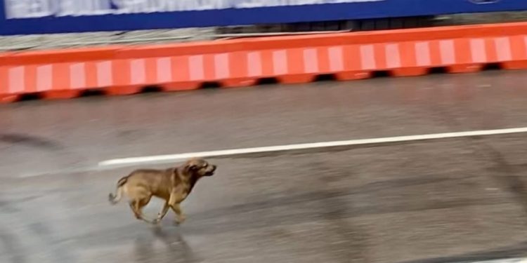Vídeo: Cão caramelo rouba a cena no Red Bull Showrun em Curitiba e viraliza nas redes sociais