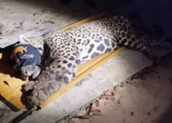 Onça que devorou caseiro é capturada