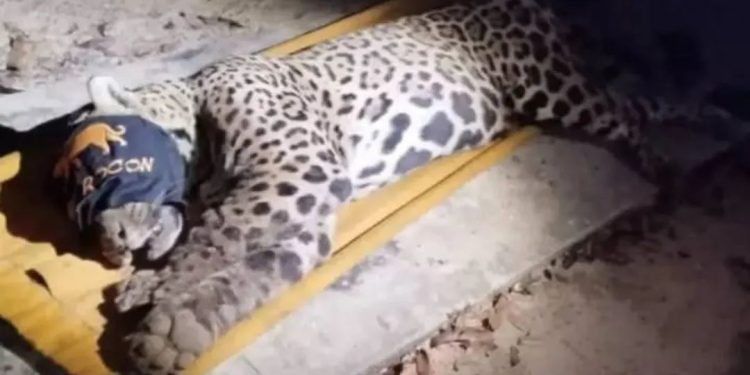 Onça que devorou caseiro é capturada