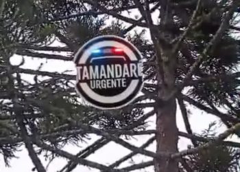 TRANQUEIRA | Homem que tirava pinhão cai de aproximadamente 20 metros