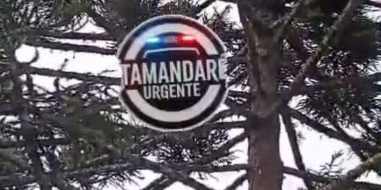 TRANQUEIRA | Homem que tirava pinhão cai de aproximadamente 20 metros