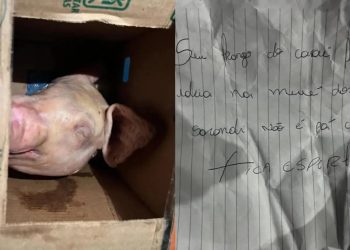 Morador recebe encomenda com cabeça de porco e bilhete ameaçador.