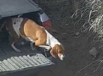 Homem é preso após abandonar cachorro em via pública