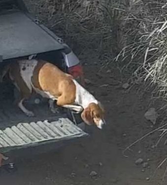 Homem é preso após abandonar cachorro em via pública