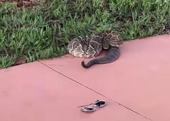 Corretora é mordida por cobra cascavel quando divulgava condomínio