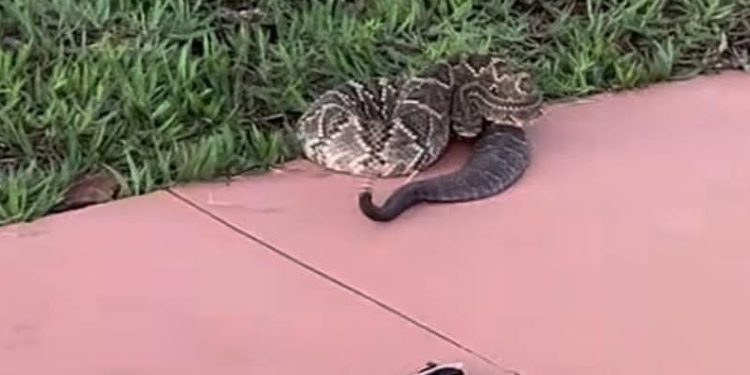Corretora é mordida por cobra cascavel quando divulgava condomínio