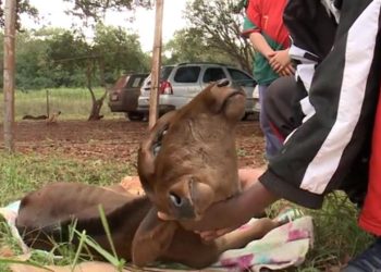 Bezerra nasce com duas cabeças no interior do Paraná