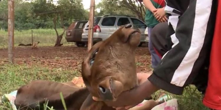 Bezerra nasce com duas cabeças no interior do Paraná