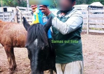 Bebê pisoteado por boi em rodeio recebe alta no Paraná