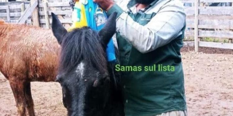 Bebê pisoteado por boi em rodeio recebe alta no Paraná