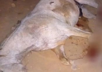 Homem suspeito de decepar patas de cavalo