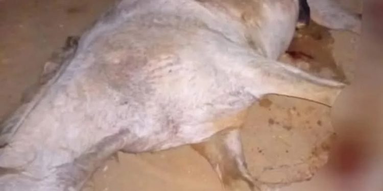 Homem suspeito de decepar patas de cavalo