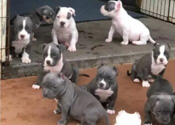 Pitbulls à venda nas redes sociais por até R$ 600: segurança ou risco?
