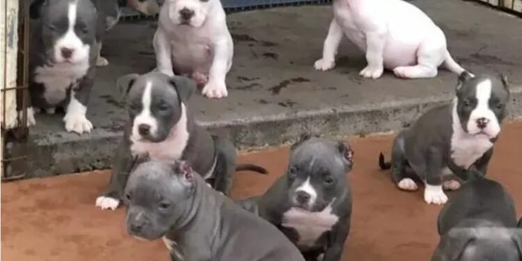Pitbulls à venda nas redes sociais por até R$ 600: segurança ou risco?