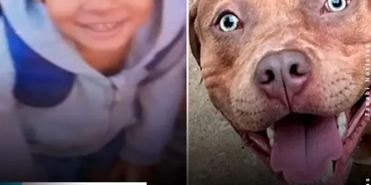 Pitbull ataca e mata menino de 4 anos dentro de casa
