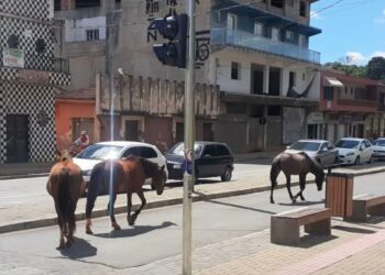 PREFEITURA DE RIO BRANCO DO SUL CAPTURA CAVALINHOS SOLTOS NO CENTRO DA CIDADE