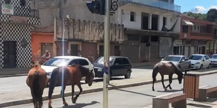PREFEITURA DE RIO BRANCO DO SUL CAPTURA CAVALINHOS SOLTOS NO CENTRO DA CIDADE