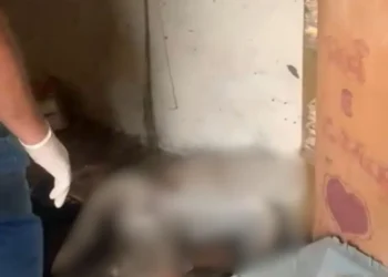 Homem é preso após agredir pitbull até a morte no Paraná