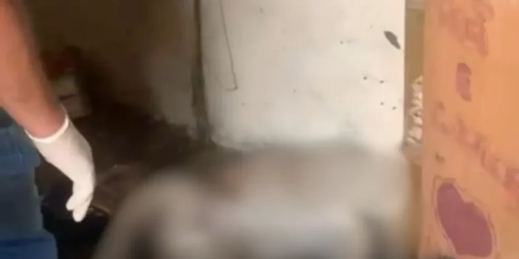 Homem é preso após agredir pitbull até a morte no Paraná